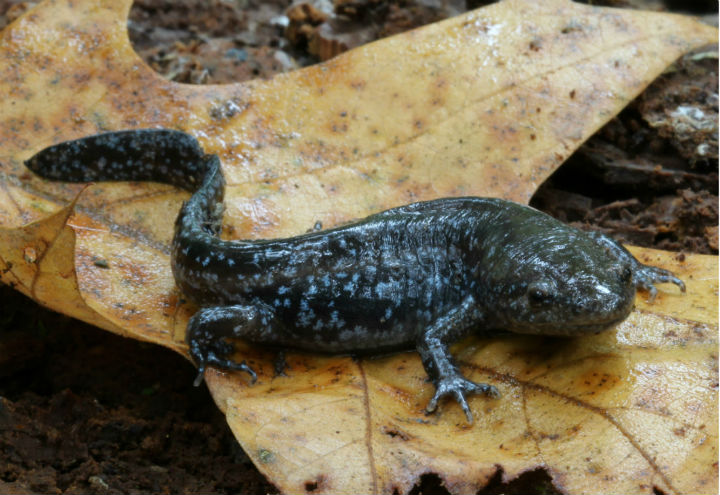 Mole Salamander